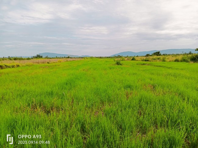 មានដីស្រែលក់3ប្លង់ មួយប្លង់1ហិកតាកន្លះ